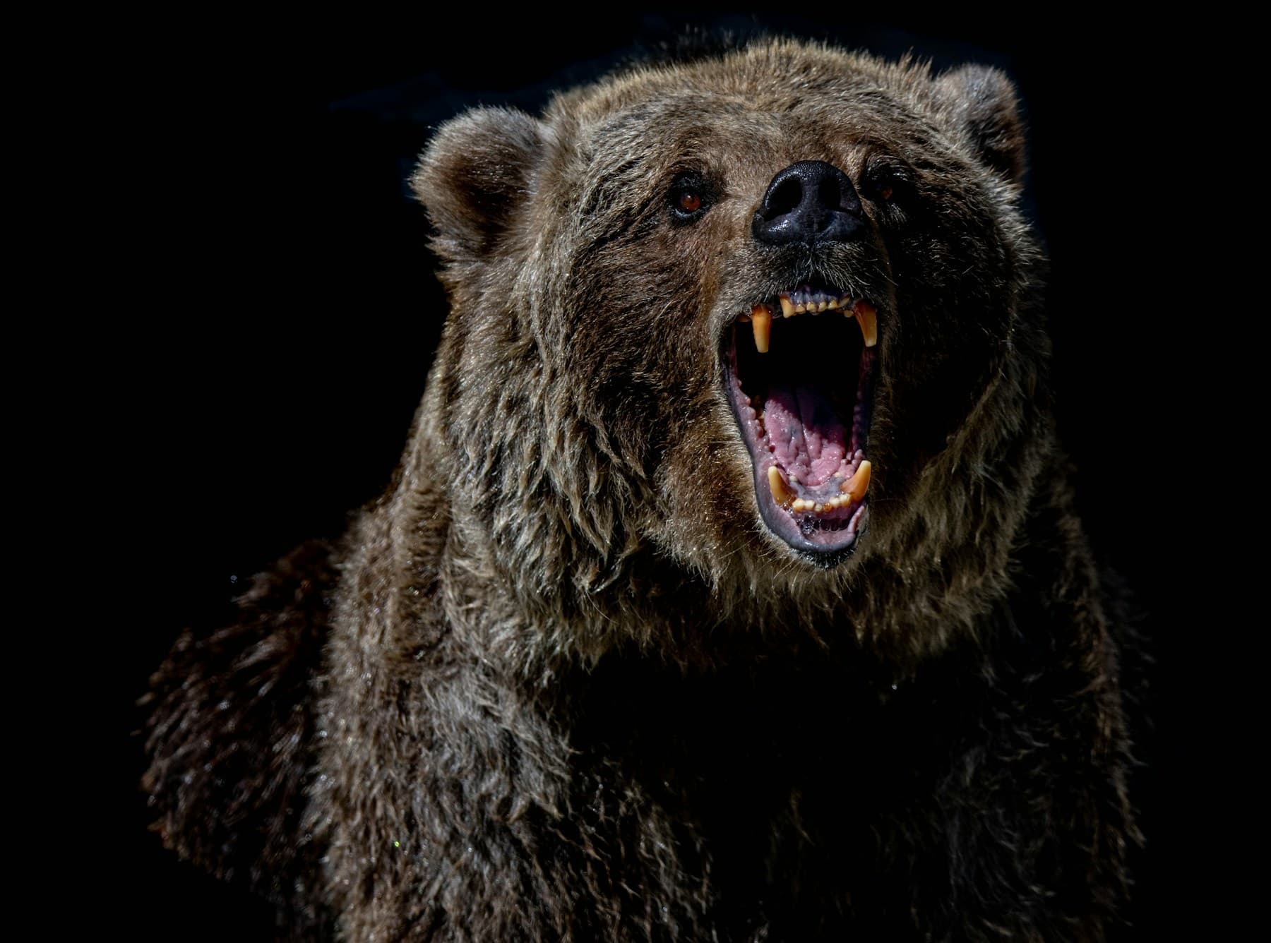 A grizzly bear roaring against a dark background